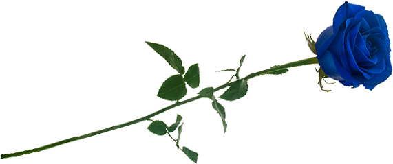 blauwe roos